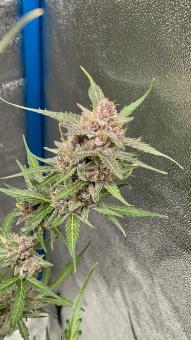 Green Crack Auto - картинка 1