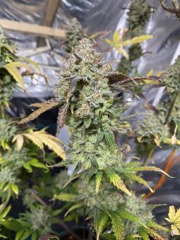 Auto Tangie genetics - картинка 4