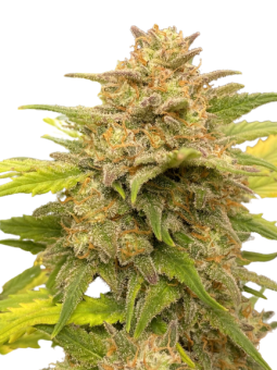 Auto Glue XXL genetics - картинка 5