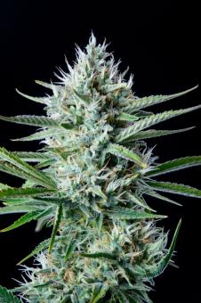 White Widow Auto XXL - картинка 4