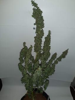 Critical Kush Auto - картинка 2