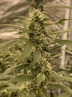 Auto OG Kush genetics - картинка 1