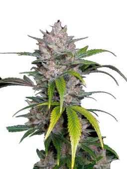 Pineapple Express Auto - картинка 6