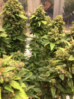 CBD Auto Charlotte’s Angel - картинка 4
