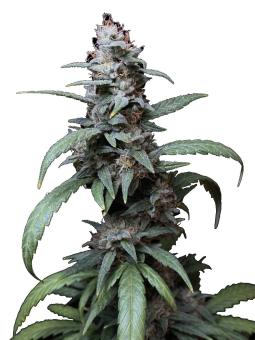 Auto Zkittlez genetics - картинка 6