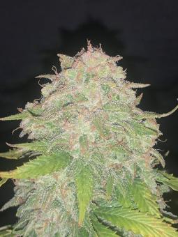 Auto Tangie genetics - картинка 6