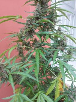 Auto Glue XXL genetics - картинка 4