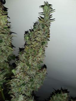 Critical Kush Auto - картинка 1