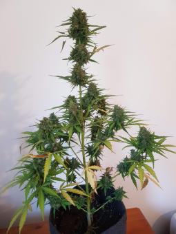Auto Cream - картинка 6