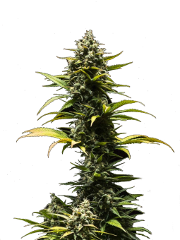 Purple Queen Auto - картинка 9