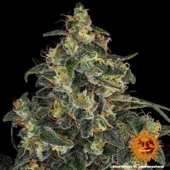 Blue Gelato 41 - картинка 6