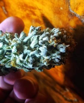 GG4 Sherbet FF - картинка 3