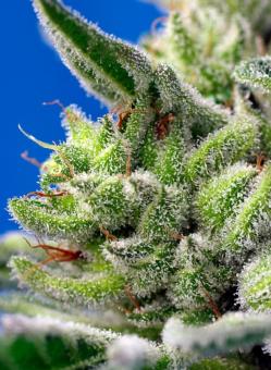 Sweet Gelato Auto - картинка 5