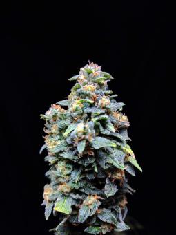 Chronic Ryder BX autofem - картинка 2