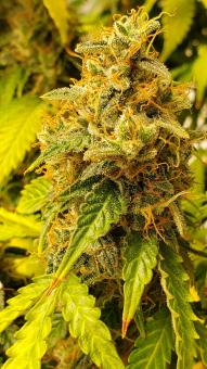 Green Poison XL Auto® - картинка 4