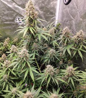 White Widow Auto - картинка 2