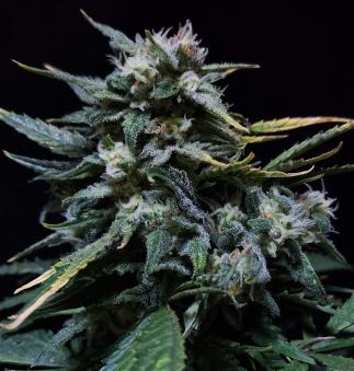 Chronic Ryder BX autofem - картинка 1