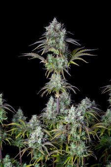 Big Bud Auto - картинка 5