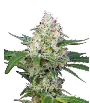 Crystal Candy - картинка 2