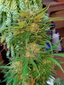 Sweet Gelato Auto - картинка 2