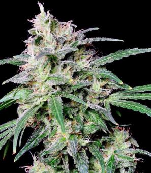 Crystal Candy - картинка 1