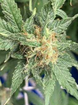 SnowBud - картинка 5