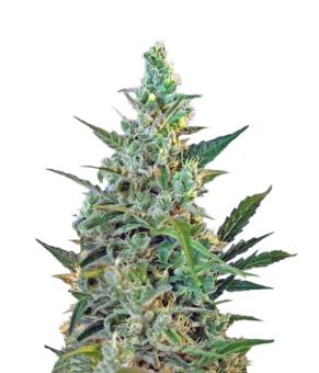 Sweet Skunk F1 Fast Version - картинка 4