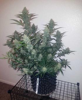 Cream Mandarine Auto - картинка 1