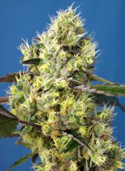 Sweet Gelato Auto - картинка 4