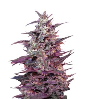 Bloody Skunk Auto - картинка 4
