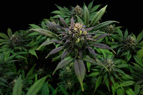 GG4 Sherbet FF - картинка 2