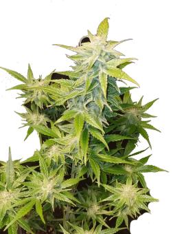 Super Bud - картинка 6