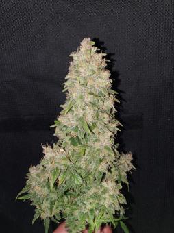 Crystal Candy XL Auto - картинка 3