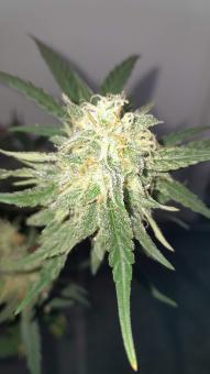 Durban Dew - картинка 4