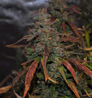 Jack 47 XL Auto - картинка 3