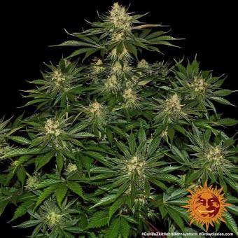Gorilla Zkittlez - картинка 4