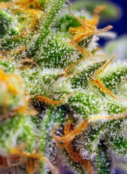 Crystal Candy XL Auto - картинка 5