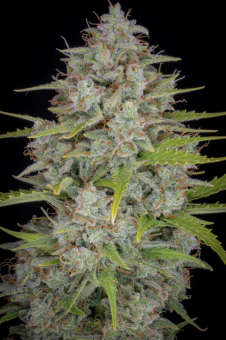 Orange Sherbet Auto - картинка 9