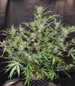 White Widow Auto - картинка 1
