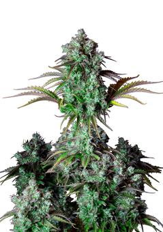 Big Bud Auto - картинка 8