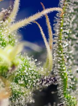 Green Poison XL Auto® - картинка 2