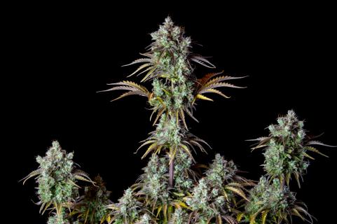 Big Bud Auto - картинка 4