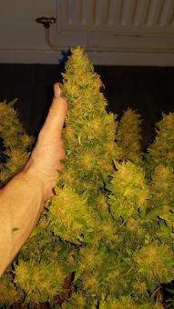 Crystal Candy XL Auto - картинка 2