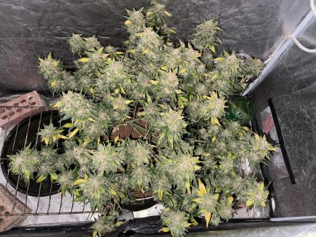 Crystal Candy XL Auto - картинка 4