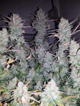 Cream Mandarine Auto - картинка 5