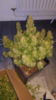 Crystal Candy XL Auto - картинка 1