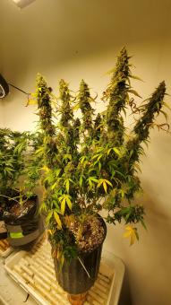 Green Poison XL Auto® - картинка 6