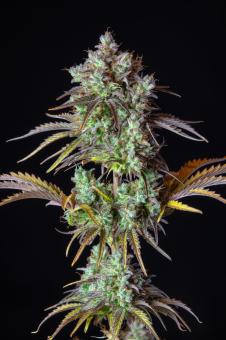 Big Bud Auto - картинка 3