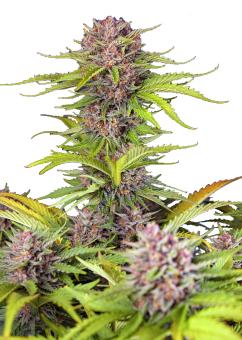 Mimosa Bruce Banner XL Auto - картинка 1