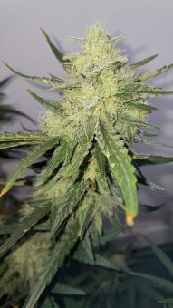 Durban Dew - картинка 2